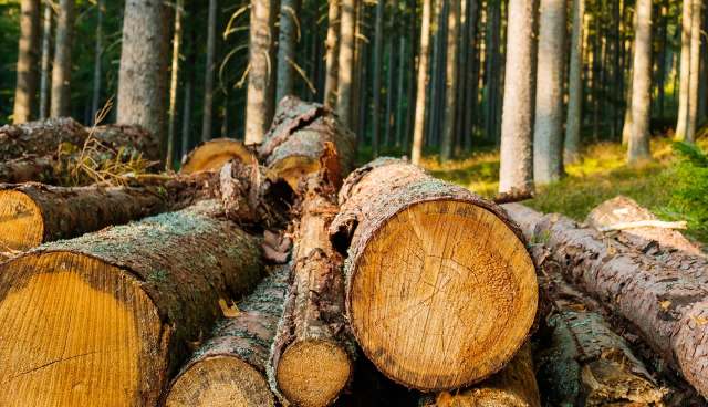 The border area is a hotbed for these activities.