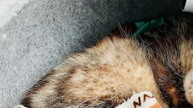 "It makes me really happy. They got to be free."