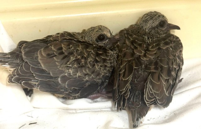 "Thank you for your dedication and not forgetting about animals."