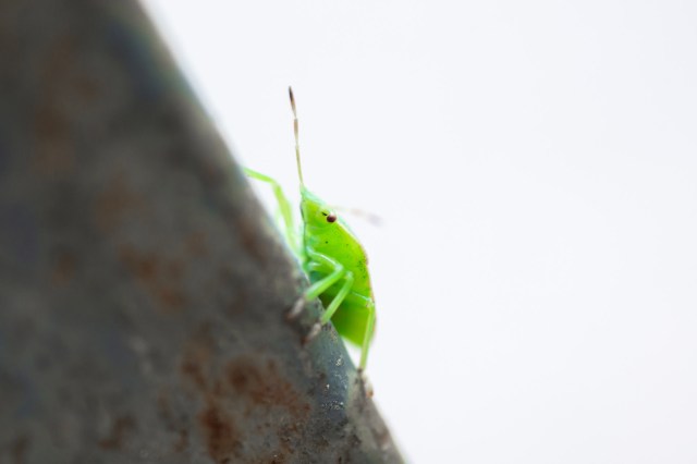 "It gives us the ability to listen to the hearts of the smallest creatures without harming them."