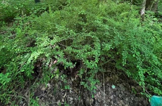 Commenters were pleased with the original poster's dedication.