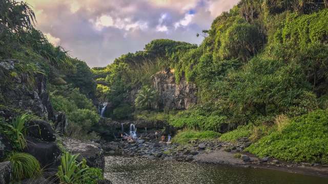 "We got a report that somebody was trying to give a hawk away on Craigslist."