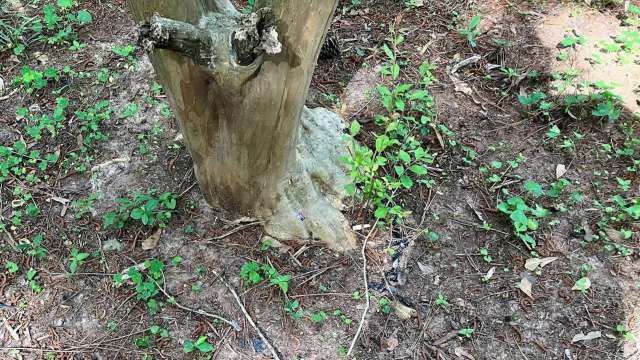 The homeowner was desperate for solutions.