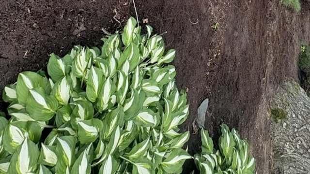 "It’s a lose, lose, lose situation."