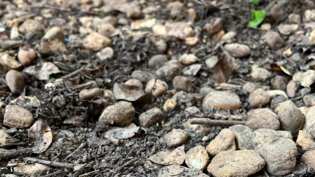 "I thought it was a rabbit’s nest at first."