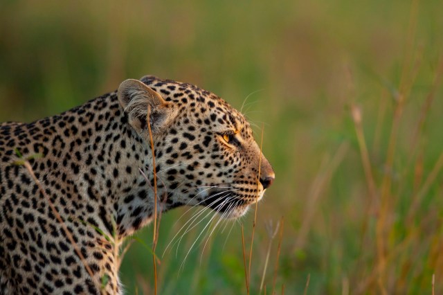 It's an indicator of successful conservation efforts, but it also poses some challenges.