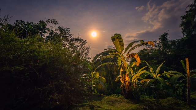 "I have seen the animal at least four times."