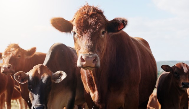 In one district alone, 250 to 300 surgeries are performed every year.