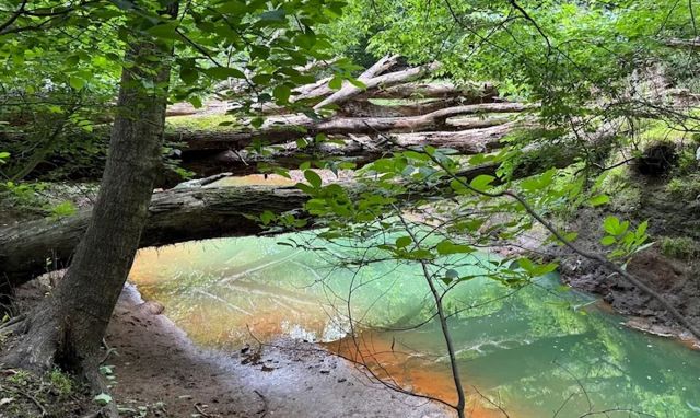 "I have been walking by this creek for 5 or so years and have never seen anything like this."