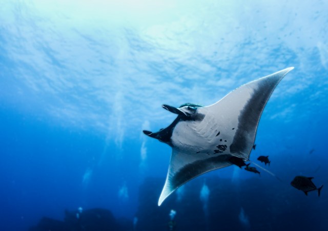 Manta rays are expert filter feeders.