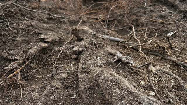 "Almost looks like it wasn't planted deep enough."