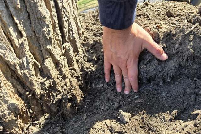 "It is essential for the health of the tree that the root flare be exposed."
