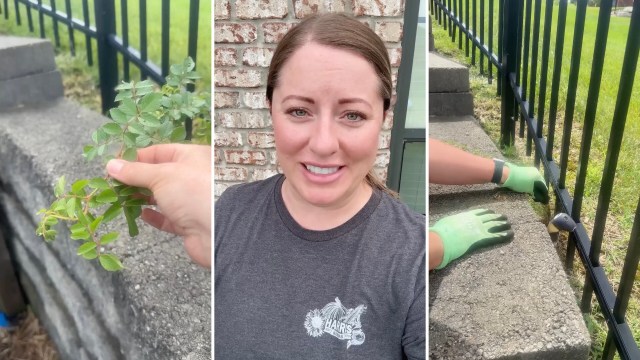 "It can grow really quickly."