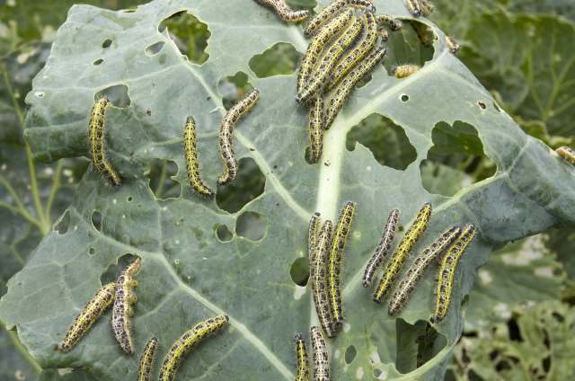 "What would happen if we fed nanocarbons to insects?"