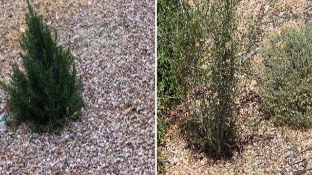 Gardens like this one that include native plants boost biodiversity and support pollinators, which are critical to our food supply.