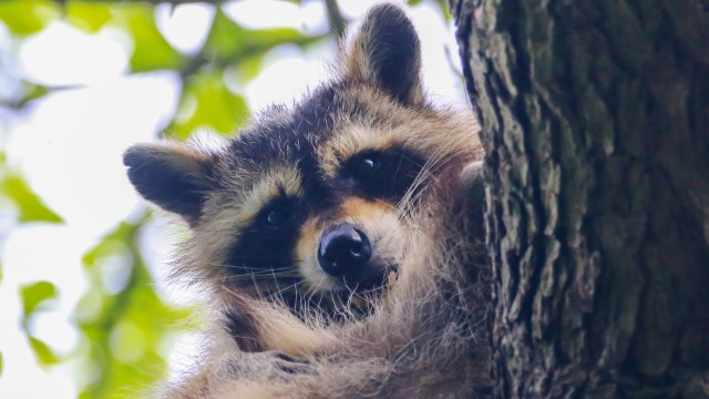 "We will have relevant data at the end of this year."