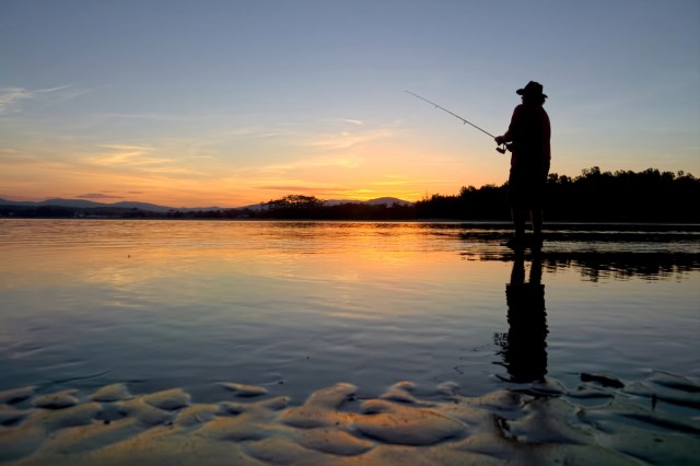 With powerful jaws and a voracious appetite, they can take down much larger animals.