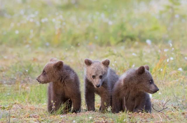"We're committed to giving these cubs their best shot at a truly wild future."