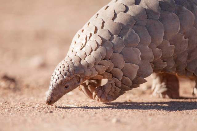 "It’s heartbreaking that such gentle, unique creatures are pushed to the brink."