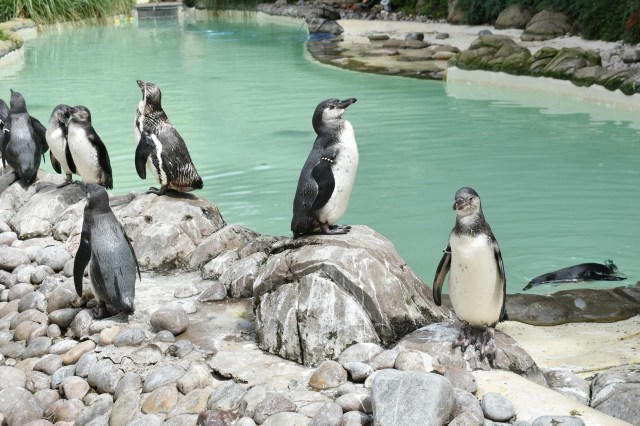 "The fluffy new arrivals are all being looked after brilliantly by their parents."