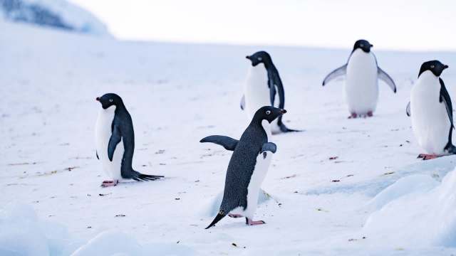 Interestingly, the very thing penguins can help control is also one of their biggest threats.