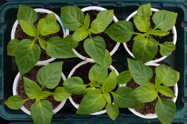 "Sophisticated inoculation techniques."