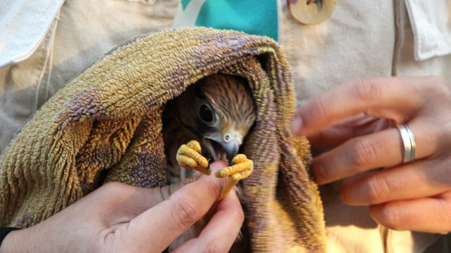 "A powerful reminder of the importance of wildlife rescue."