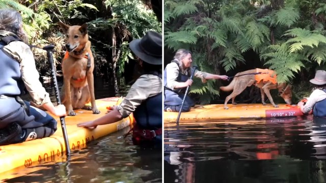 It's just one of many examples of man's best friend being a valued partner.