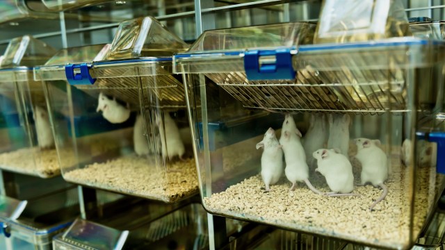 "Providing a foundation for future research."