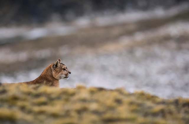 "It gets lost between roads, gated communities, and other human interventions."