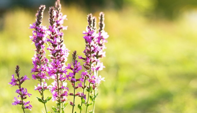 Commenters were glad to see someone properly taking care of the issue.