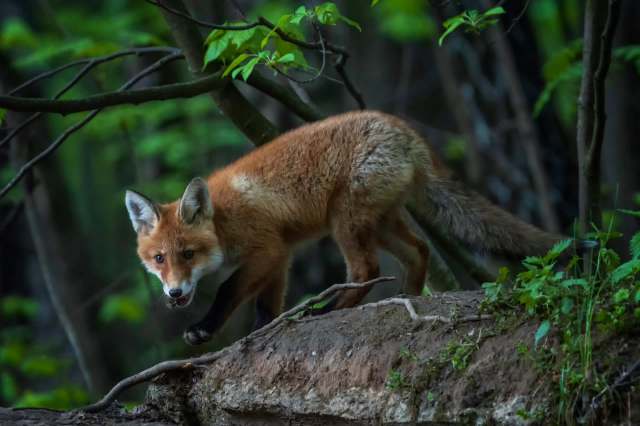 There is no confirmation that the recent cases are connected.