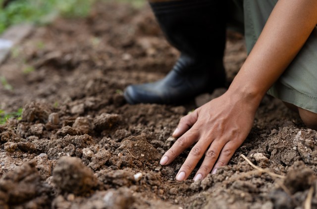Fellow gardeners chimed in with potential solutions.