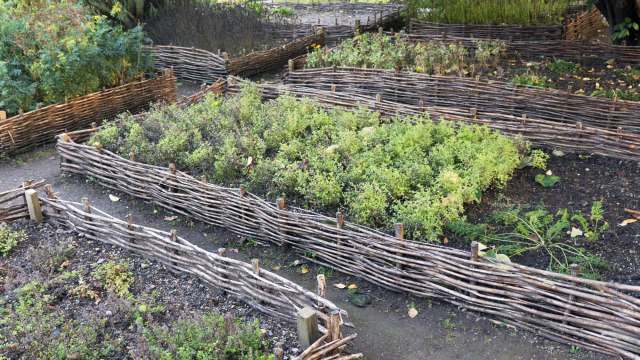 One gardener had an interesting theory.