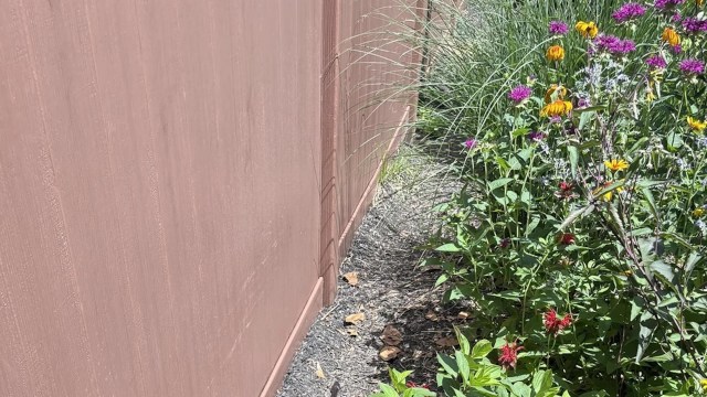 "First time I've ever seen [it] in the garden."