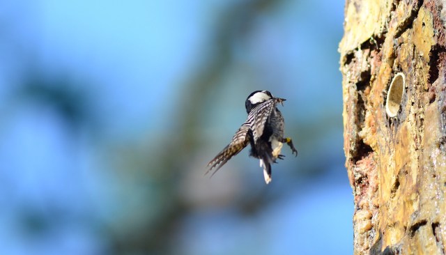 "About the best grade you can get on your conservation report card."