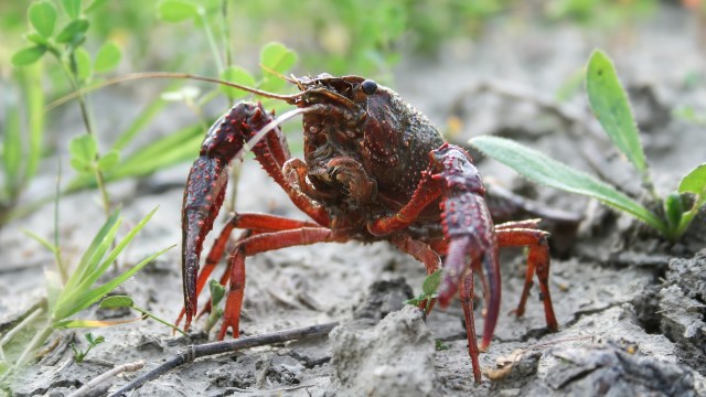 This kind of program also reduces the chance that removed animals end up back in the environment.