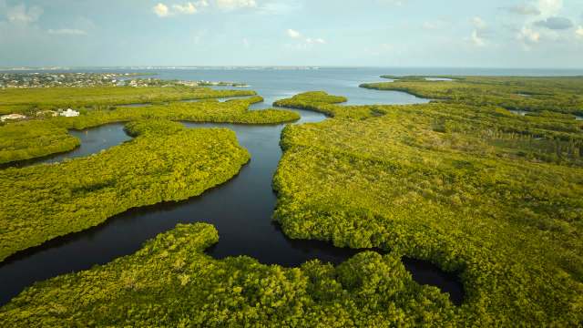 The Everglades are crucial in so many ways.