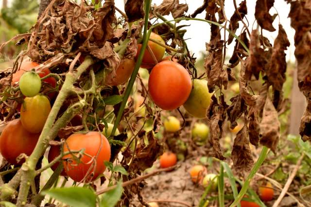 The development of the Simon Fraser University robot is an excellent step toward progress.