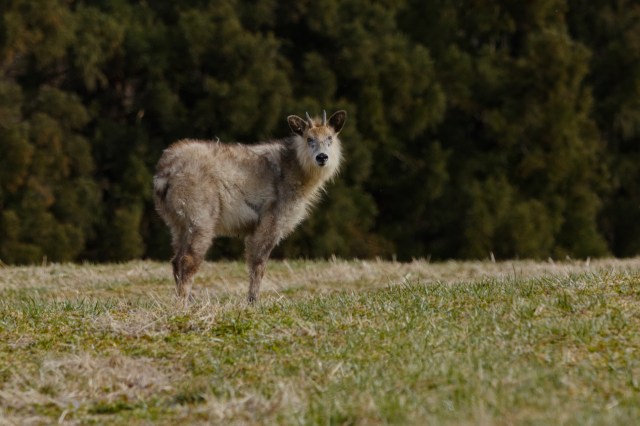 Efforts to support vulnerable animal populations and, by extension, local ecosystems have manifested themselves through sightings like this one.