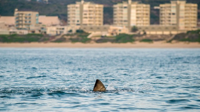 "The incident involved a patient with a leg injury consistent with lacerations typically associated with a shark bite."