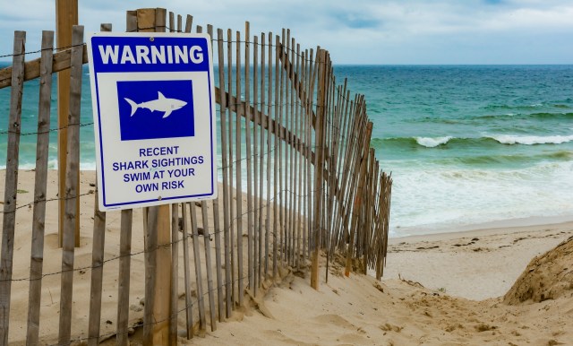 According to Tracking Sharks, there have been 31 shark attacks globally this year as of July 7.