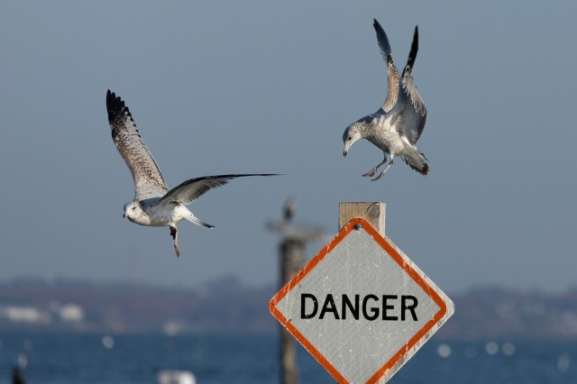 "Birds tell us that we have a full-on emergency."