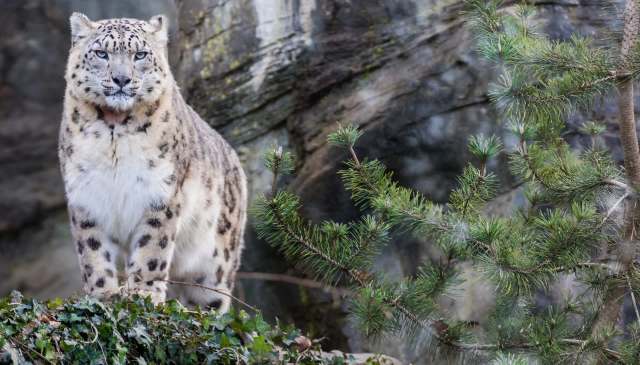 "Like the thermometer of the alpine ecosystem."