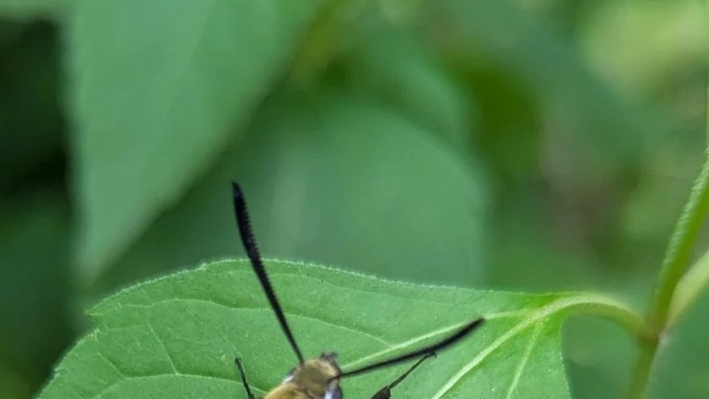 "These are my favorite babies in the insect kingdom."