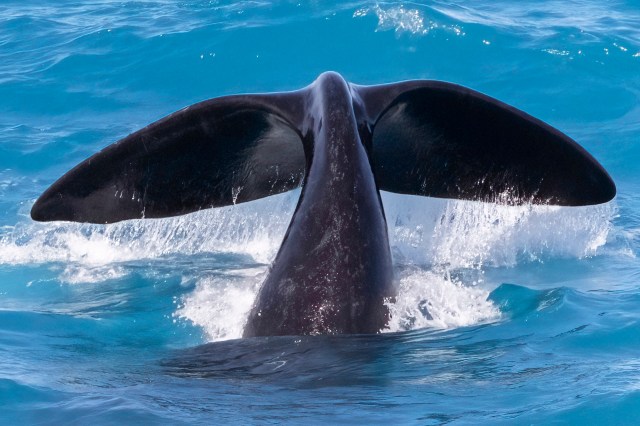 Scientists noted that further research will highlight the path forward.