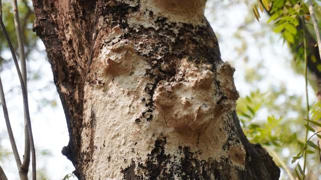 Experts recommend keeping an eye out for egg clusters and scraping them into buckets of soapy water.