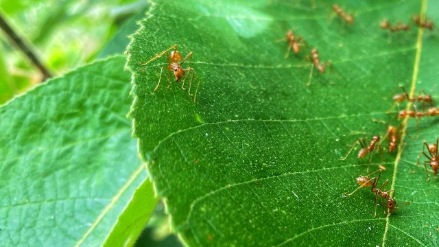 "Ants are likely to find it."
