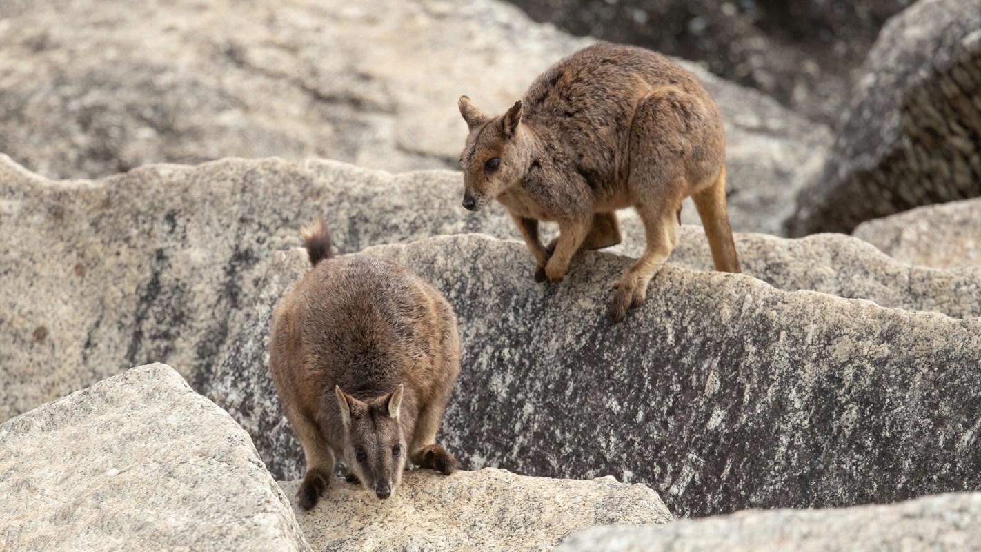 "The recording highlights that there is still much to learn about the animals and plants that live in NSW."