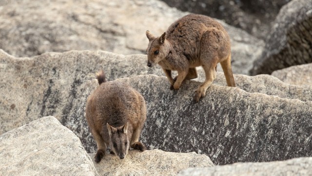 "The recording highlights that there is still much to learn about the animals and plants that live in NSW."
